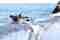Tria Adelphia Travel Corfu Port Transfers